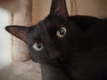 Black Cat 'Mr Maggie' Postcard