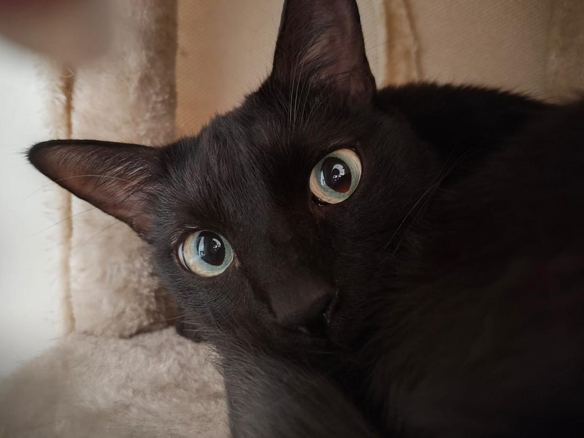 Black Cat 'Mr Maggie' Postcard